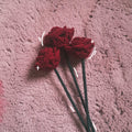 Rote Rose